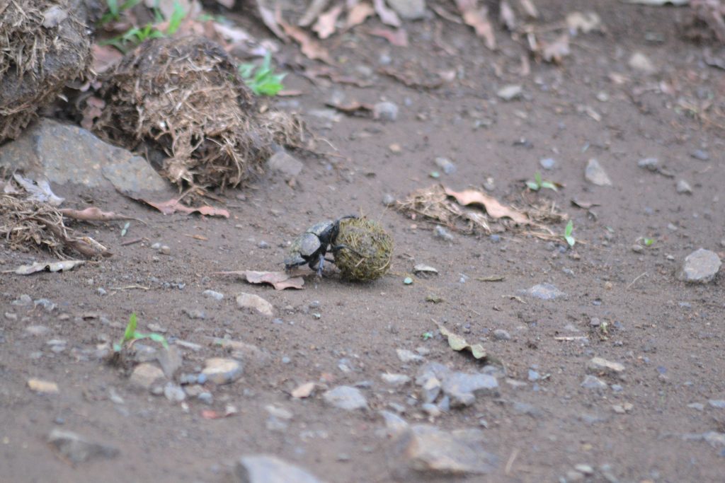 Private group safaris and tours. Dung beetle rolling a ball of dung