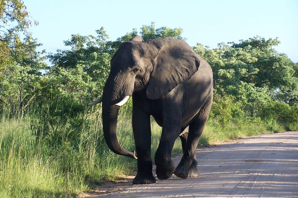 Durban Safari Experience :Full day Open Vehicle Safari. Elephant strolling down the road
