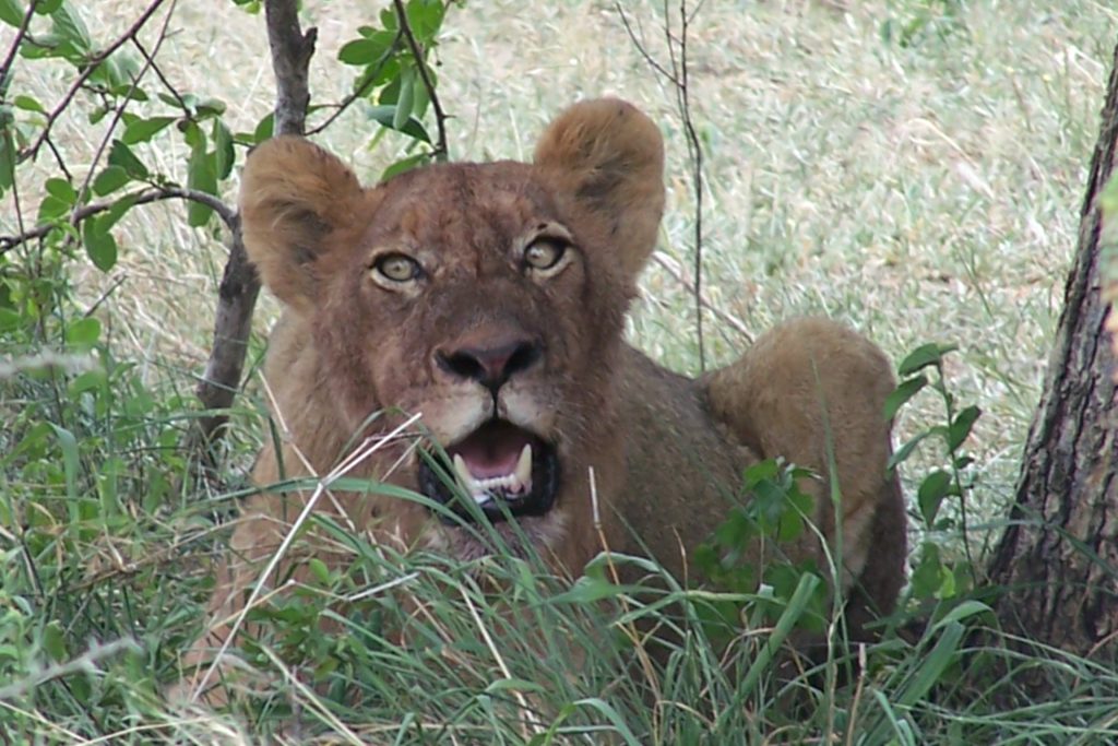 Durban Safari Experience :Full day Open Vehicle Safari. Young lion resting in the shade