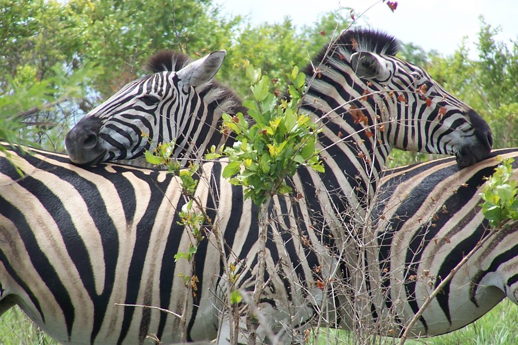Private group safaris and tours. Zebra, Watching each others backs