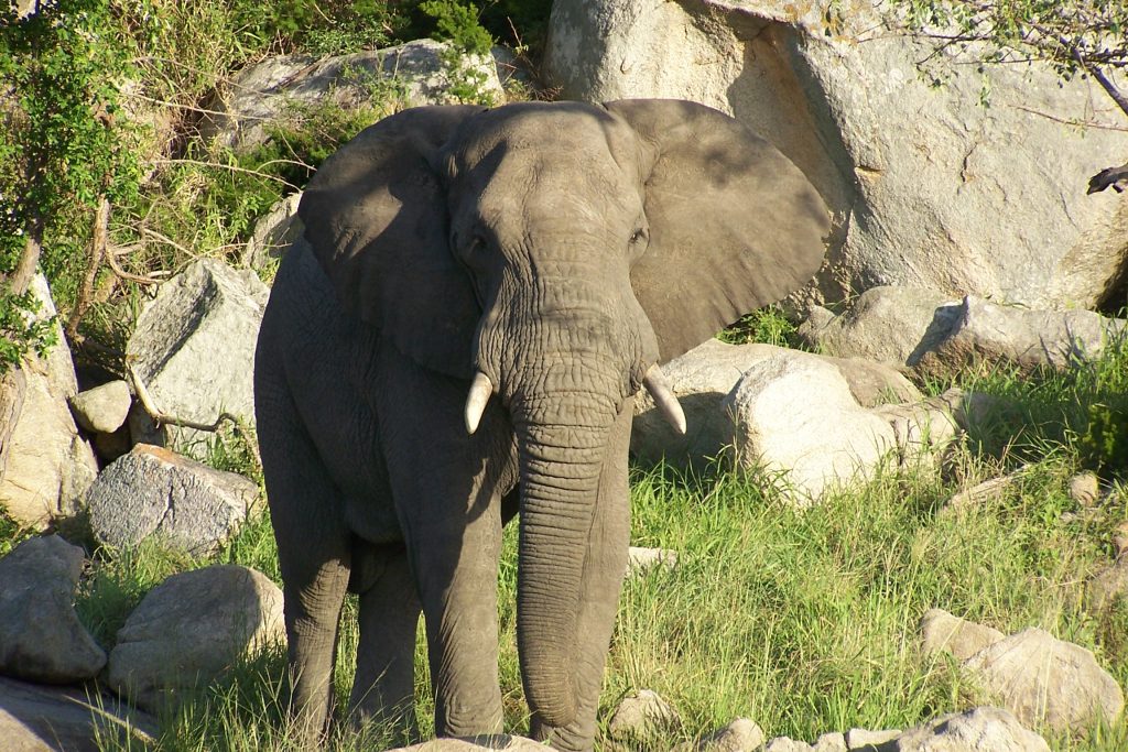 Private group safaris and tours. Bull elephant in Hluhluwe game Reserve Private group safaris and tours