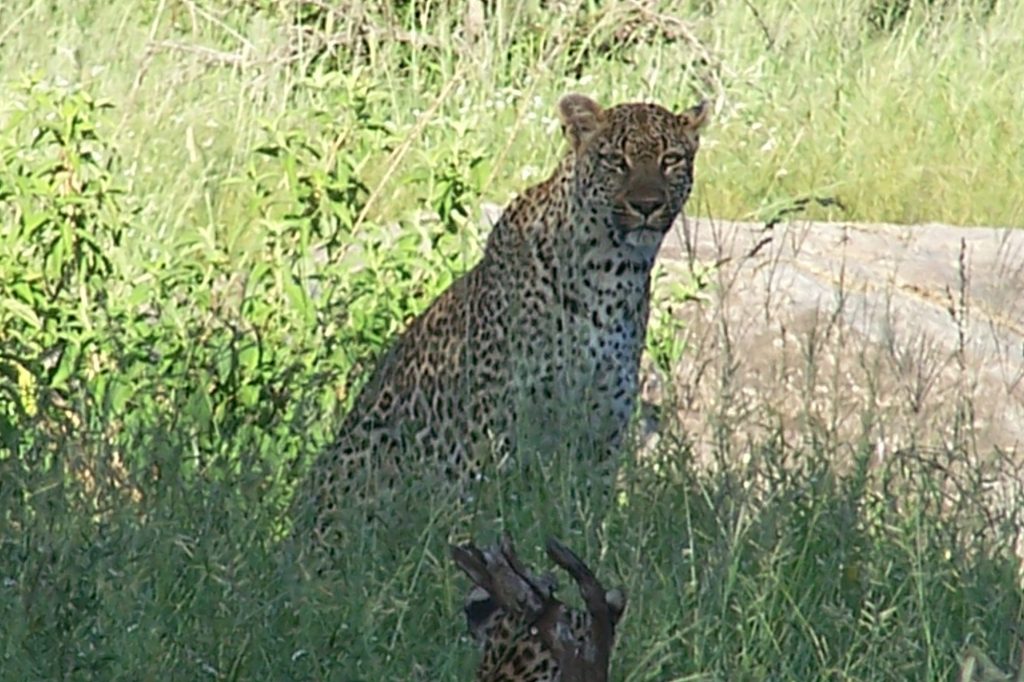 Private group safaris and tours. Leopard sitting in the shade