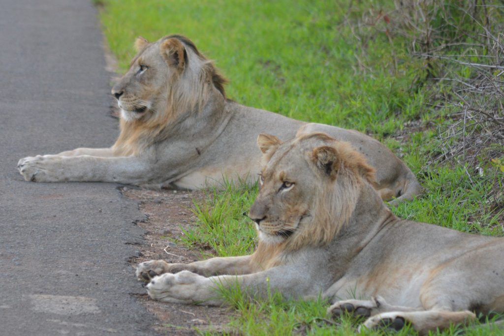 Private group safaris and tours. The 2 sub adult lions of the Hildi pride in Hluhluwe while on a Private group safaris and tours