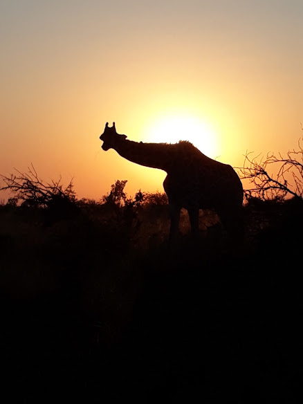 Private group safaris and tours. Giraffe at sunrise