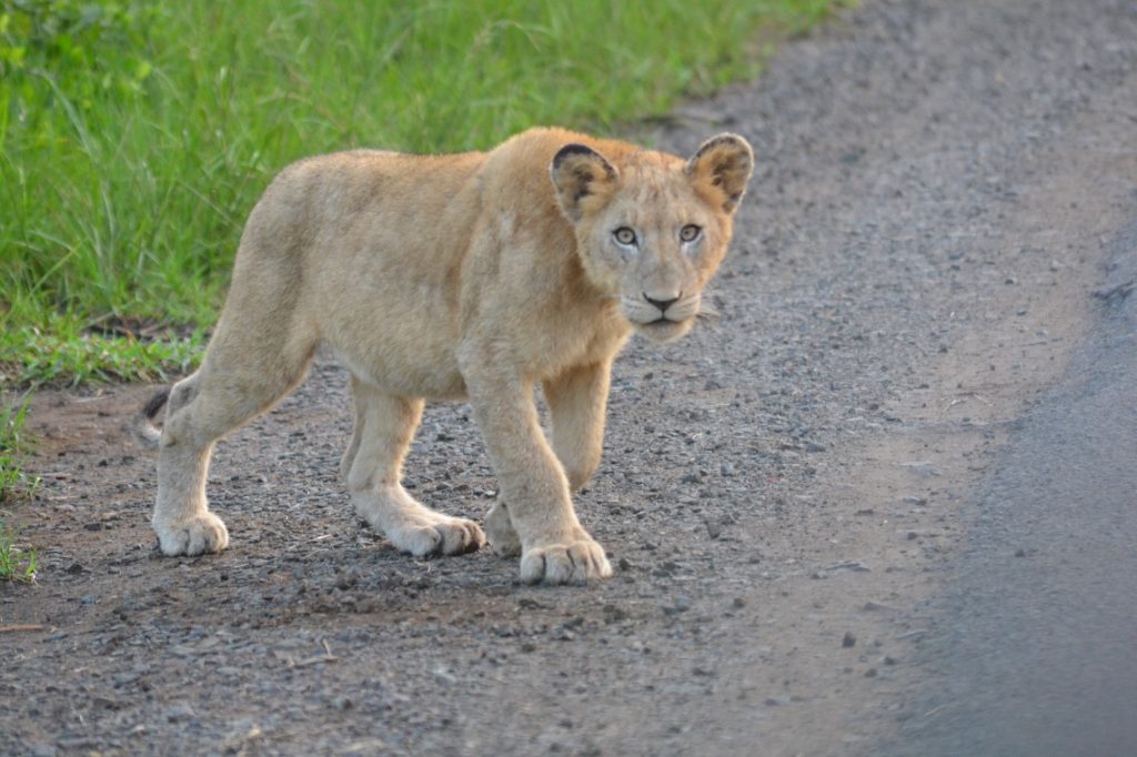 lions at a 3 day Kruger National Park Safari