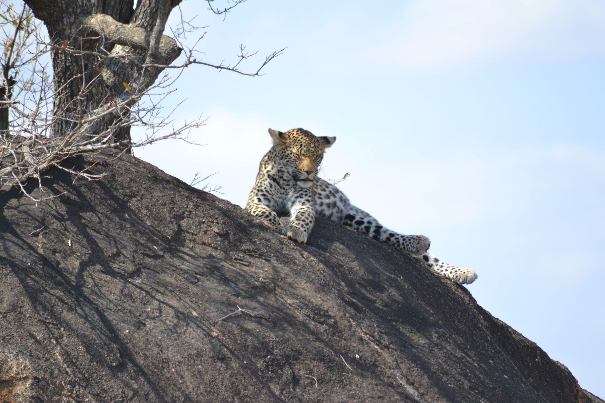 Leopard resting on a rock in Kruger National Park