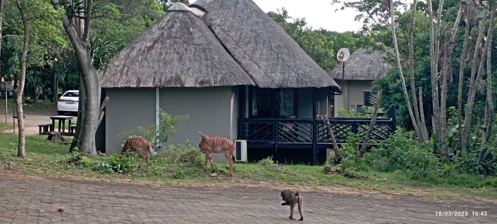 Hluhluwe Chalets