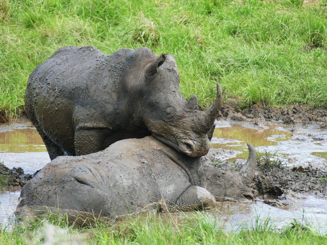 White rhinos in Hluhluwe–iMfolozi Park