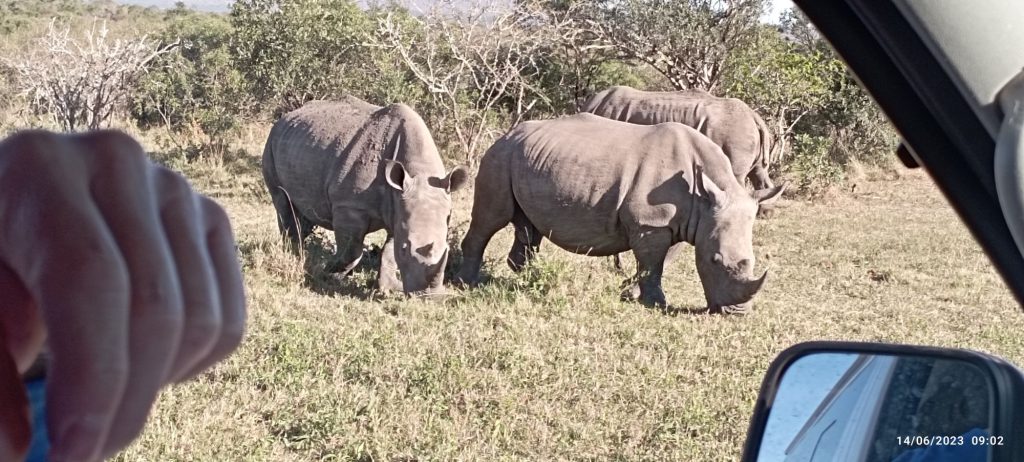 Hluhluwe–Imfolozi Game Reserve Safari rhinos are still often seen