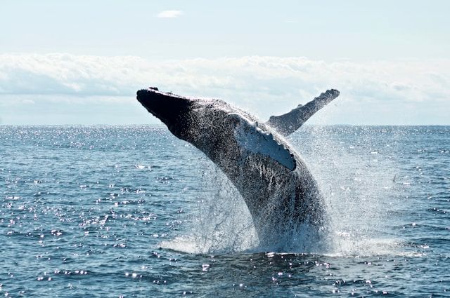 Whale Watching St. Lucia hump back whale breaching from the sea