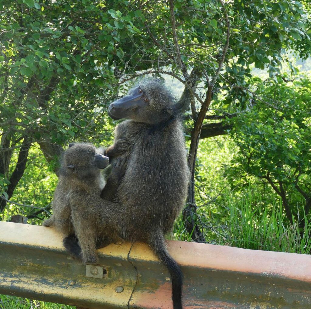 Adult baboon with a youngster during a KwaZulu-Natal safari