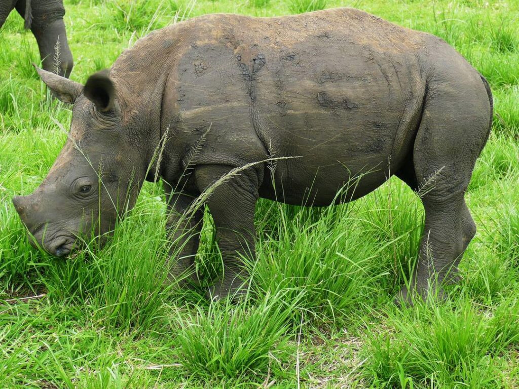 a young Rhino