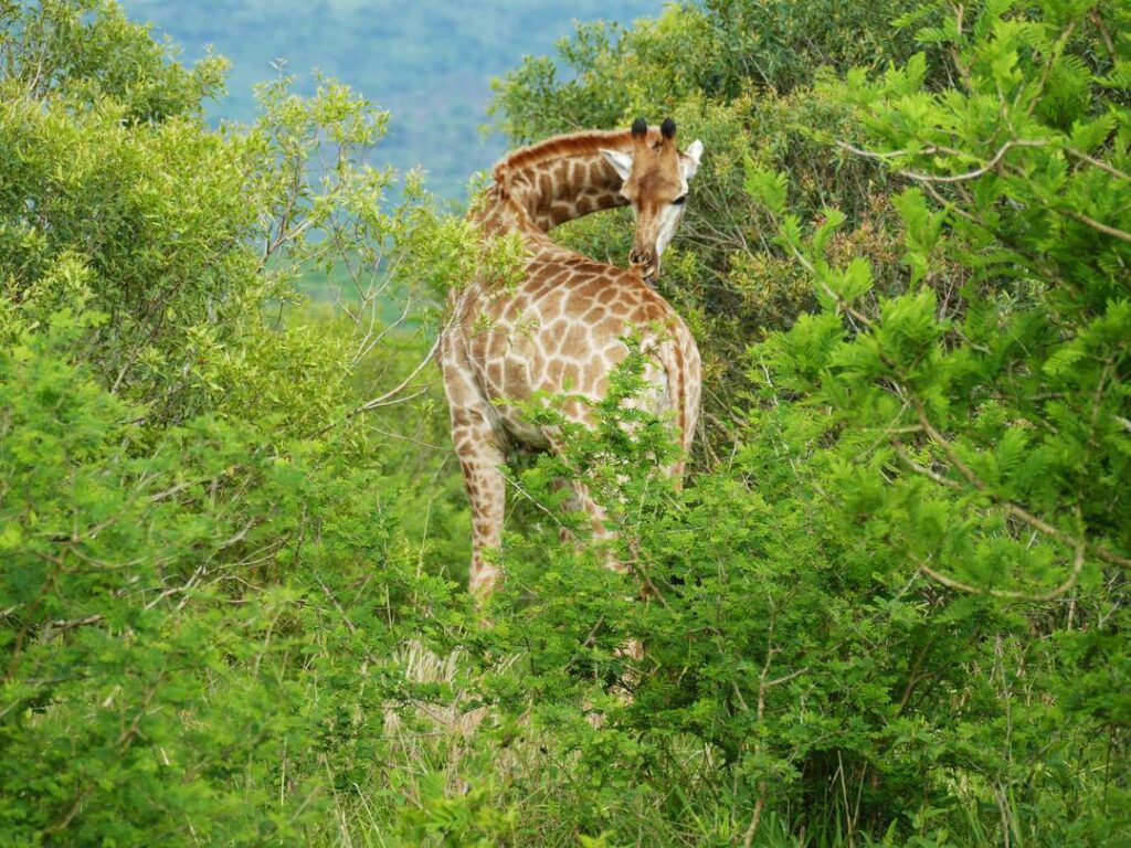 a giraffe show is flexible scratching its back. A South Africa Safari