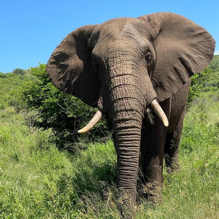 African elephant during a KwaZulu-Natal safari
